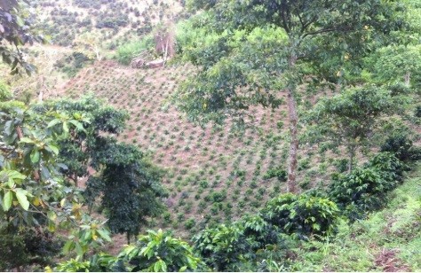 Gema_Montaña